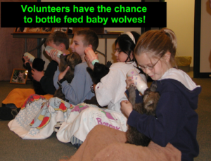 Holding a wolf pup and feeding it with a bottle.