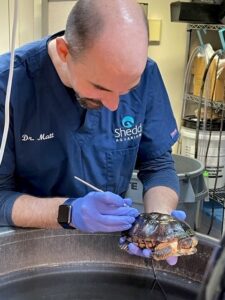 Staff Inspect Turtle
